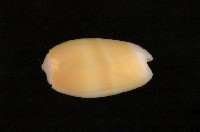 藏品(紫口榧螺)的圖片